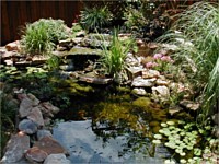 Natural Water Garden, Uptown, LA