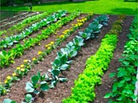 Organic Vegetables, New Orleans, LA