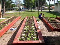 Organic Plant Garden, Metairie, LA